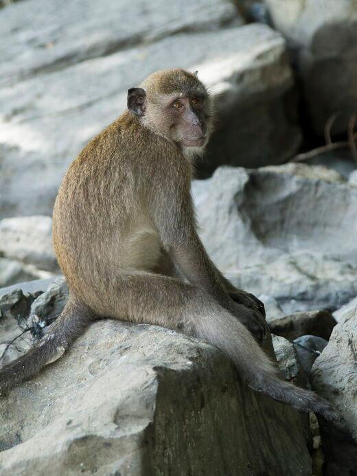 Пляж Обезьян