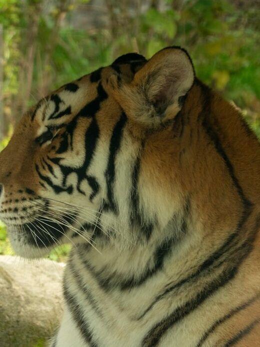 Парк сибирских тигров