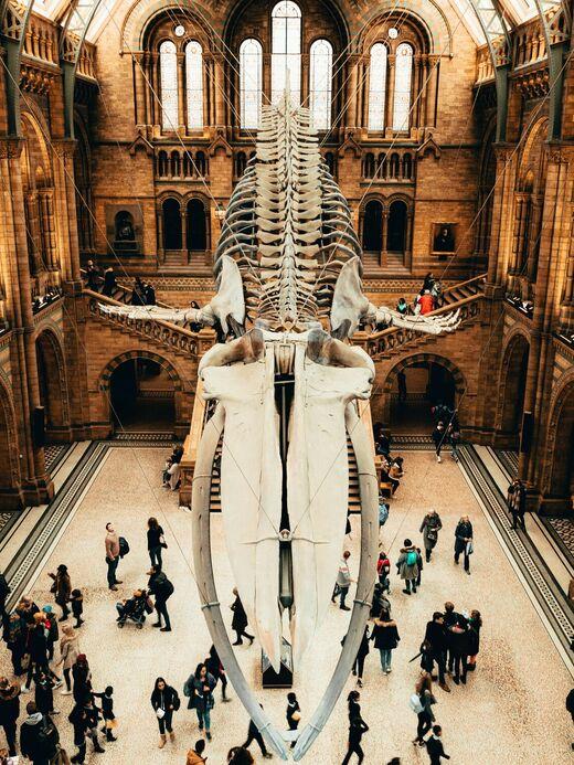 Музей естественной истории