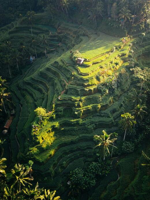 Рисовые террасы Тегаллаланг