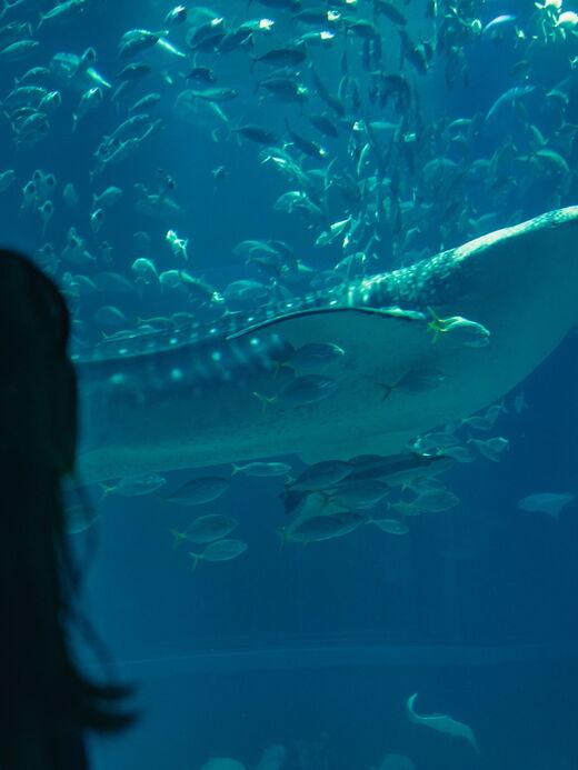 Океанариум Осаки Кайюкан