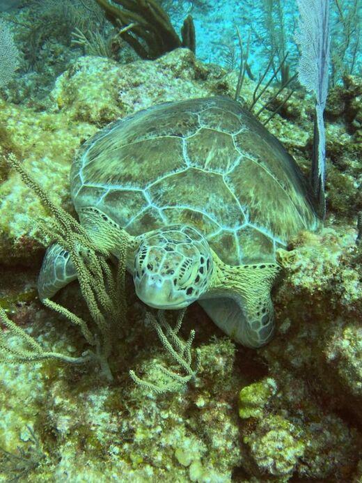 Бухта Акумаль