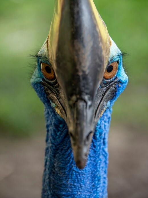 Парк дикой природы Лангкави