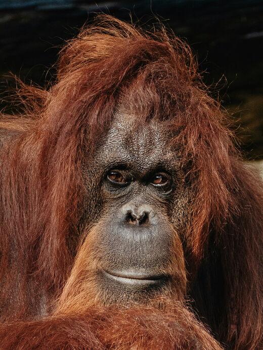 Центр реабилитации орангутанов Сепилок