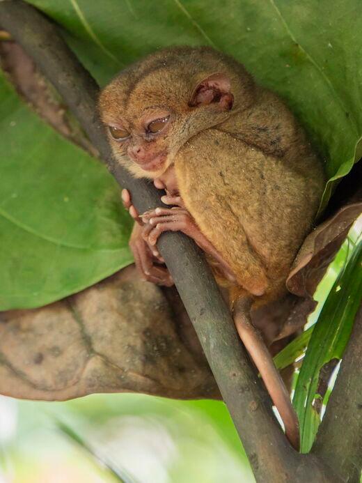 Заповедник филиппинских долгопятов