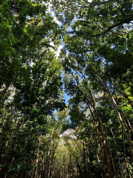 Рукотворный лес Билар