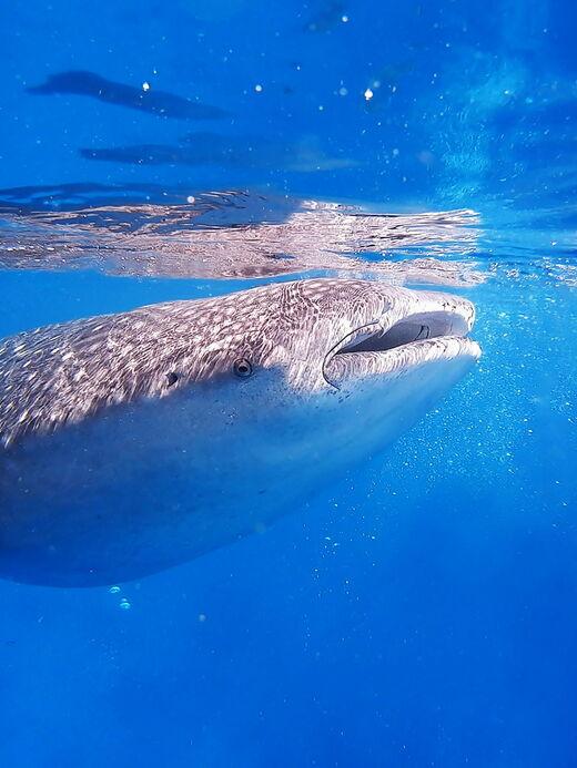 Наблюдение за китовыми акулами в Ослобе