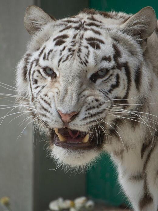 Новосибирский зоопарк