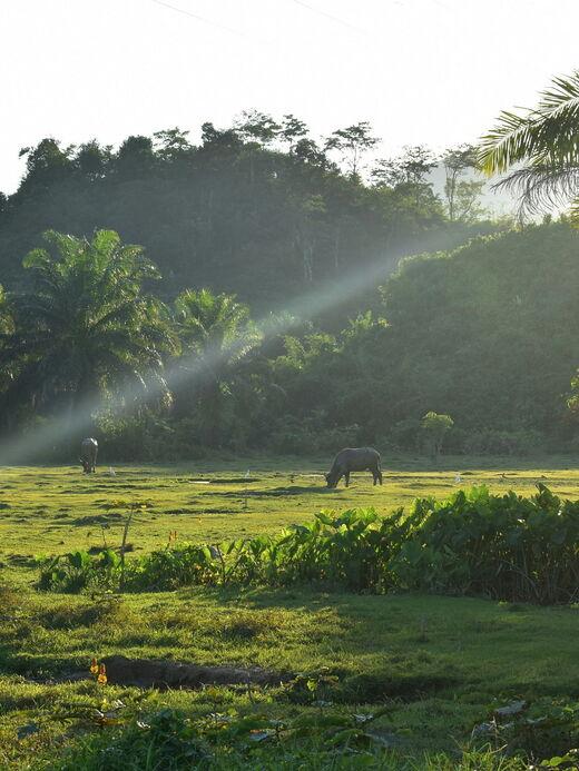 Сураттхани