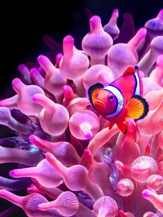 Аквариум Винперл