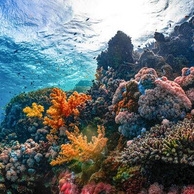 Большой Барьерный риф